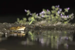 Bufo Bufo Species Prints: Common Toad, Gewone Pad, Bufo bufo