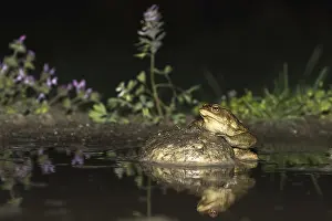 Bufo Bufo Prints: Common Toad, Gewone Pad, Bufo bufo