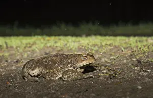 Bufo Bufo Prints: Common Toad, Gewone Pad, Bufo bufo