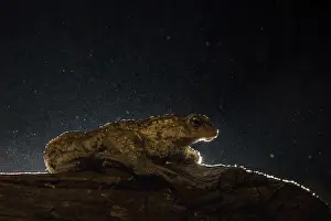 Bufo Bufo Prints: Common Toad, Gewone Pad, Bufo bufo