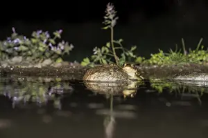 Bufo Bufo Prints: Common Toad, Gewone Pad, Bufo bufo