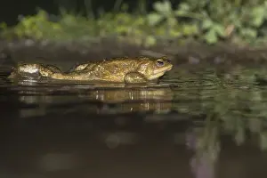 Bufo Bufo Prints: Common Toad, Gewone Pad, Bufo bufo