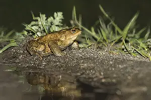 Bufo Bufo Prints: Common Toad, Gewone Pad, Bufo bufo