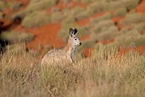 Images Dated 15th October 2011: Common Wallaroo Print (Macropus robustus)