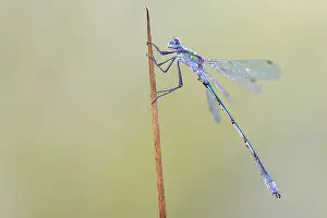 European Damselfly Prints: Comon Spreadwing; Lestes sponsa