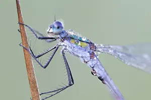 Nature Insect Photography Prints: Comon Spreadwing; Lestes sponsa