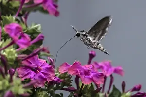 European Coastal Wildlife Prints: Convolvulus Hawk-moth, Agrius convolvuli