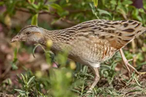 Migratory Bird Europe Prints: Corncrake, Crex crex