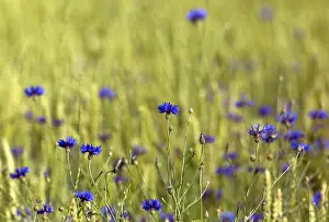Centaurea Cyanus Species Prints: Cornflower, Centaurea cyanus