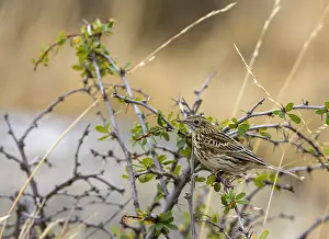 Images Dated 6th March 2006: Correndera Pipit Print, Argentina