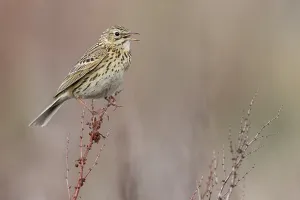 Argentina Nature Photography Prints: Correndera Pipit, Anthus correndera