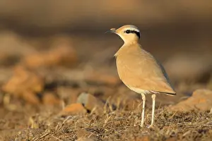 Charadriiformes Species List Prints: Cream-colored courser