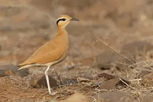 Images Dated 19th March 2015: Cream-colored courser Print, Adult bird in Cape Verde