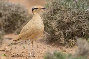 Charadriiformes Species List Prints: Cream-colored Courser, Cursorius cursor