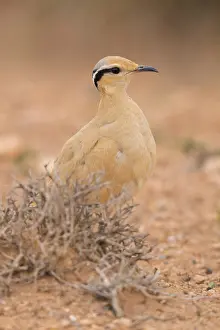 Images Dated 1st May 2018: Cream-colored Courser Print - Adult Standing in Moroccan Habitat