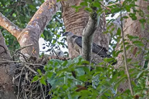 Central America Fauna Prints: Crested Eagle, Morphnus guianensis