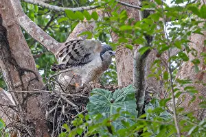 Central America Fauna Prints: Crested Eagle, Morphnus guianensis