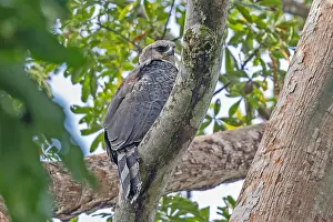 Wildlife Photography Central America Prints: Crested Eagle, Morphnus guianensis