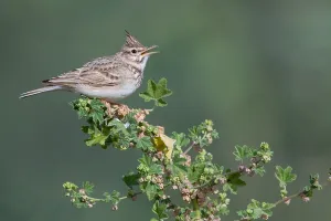 Crested Lark Prints: Crested Lark