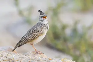 Crested Lark Prints: Crested Lark