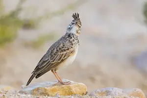 Passeriformes Bird Species Prints: Crested Lark