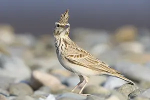 Crested Lark Prints: Crested Lark