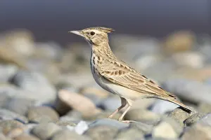 Crested Lark Prints: Crested Lark