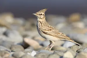 Crested Lark Prints: Crested Lark