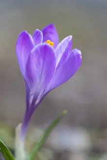 Asparagales Order Flowers Prints: Crocus neapolitanus