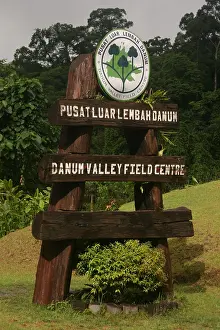 Agami Print of Danum Valley Veldstation