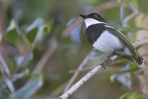 Tanzania Nature Photography Prints: Dark Batis, Batis crypta