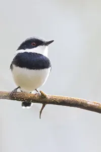 Tanzania Nature Photography Prints: Dark Batis, Batis crypta