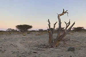 Dead Tree Landscape Prints: Dead Tree in arid plain