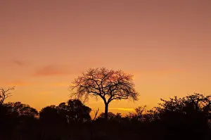 Dead Tree In Africa Prints: A dead tree at sunset. Botswana