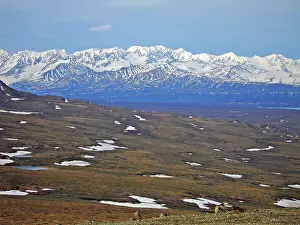 Denali National Park Images Prints: Denali NP