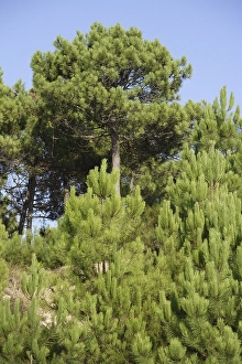 Coastal Forest Prints: Dennen, Pines