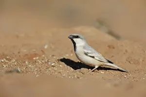 Desert Animal Photography Prints: Desert Sparrow, Passer simplex