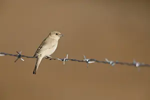 Sahara Desert Wildlife Prints: Desert Sparrow, Passer simplex