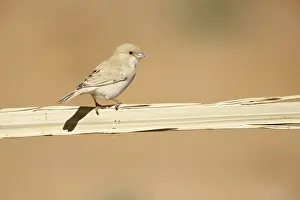 Wild Animal Images Africa Prints: Desert Sparrow, Passer simplex