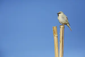 Nature Outdoor Photography Prints: Desert Sparrow, Passer simplex