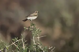 Old World Flycatcher Photography Prints: Desert Wheatear