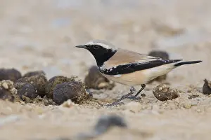 Desert Wheatear Print: Standing Oenanthe deserti in Qurayyat, Oman