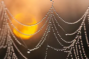 Dewy Spider Web Prints: Dew-covered spiderweb
