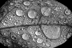 Water Drops On Leaves Prints: Dew drops on autumn leaf
