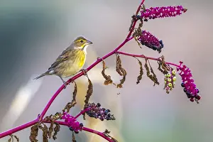 Dickcissel Print: Perched on Invasive Plant in Corvo Village, October 2012