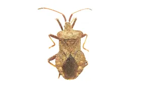 Dock Bug Print, Coreus marginatus
