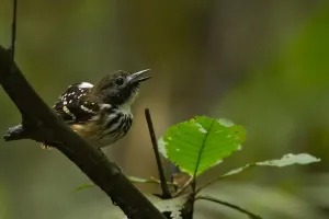 Peru Bird Species Prints: Dot-backed Antbird