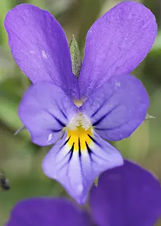 Dutch Wildflowers Prints: Duinviooltje