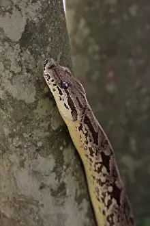 Endemic Species Africa Prints: Dumeril's Boa, Acrantophis dumerili