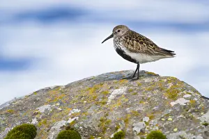 Wading Birds Europe Prints: Dunlin